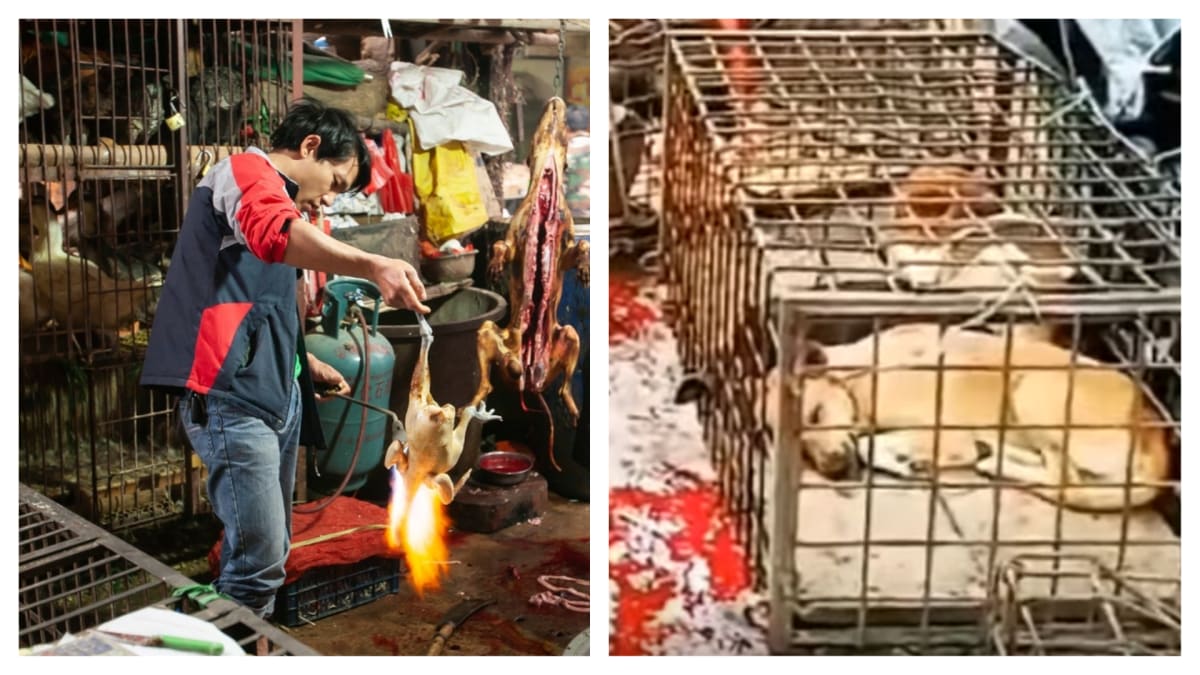 Mokré trhy v Číně, kde se zabíjejí zvířata pro čerstvé maso