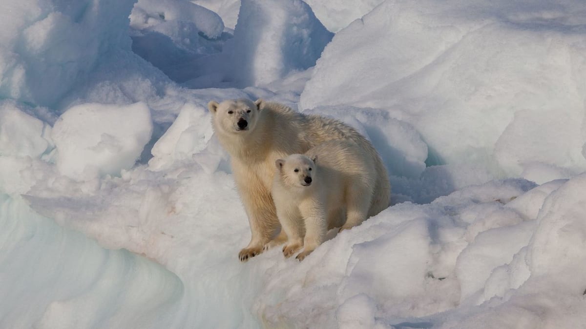 Lední medvědi - matka s potomkem