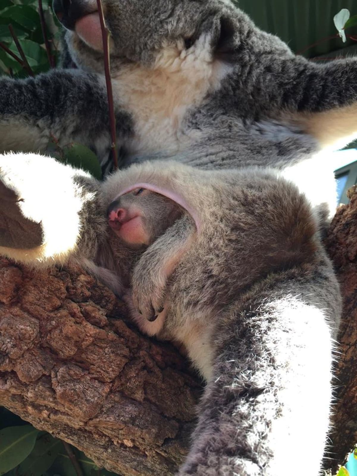 Mladí koalové, kteří se narodili v Zoo Taronga - Obrázek 4