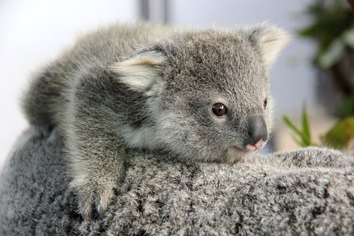 Mladí koalové, kteří se narodili v Zoo Taronga - Obrázek 1