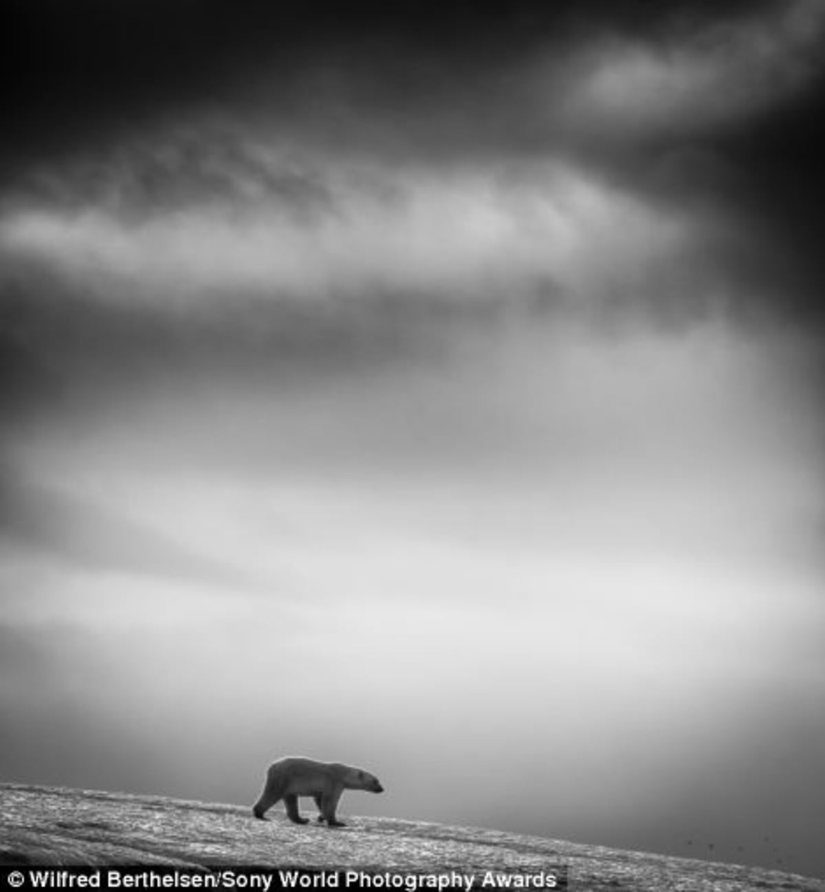 Černobílý medvěd
