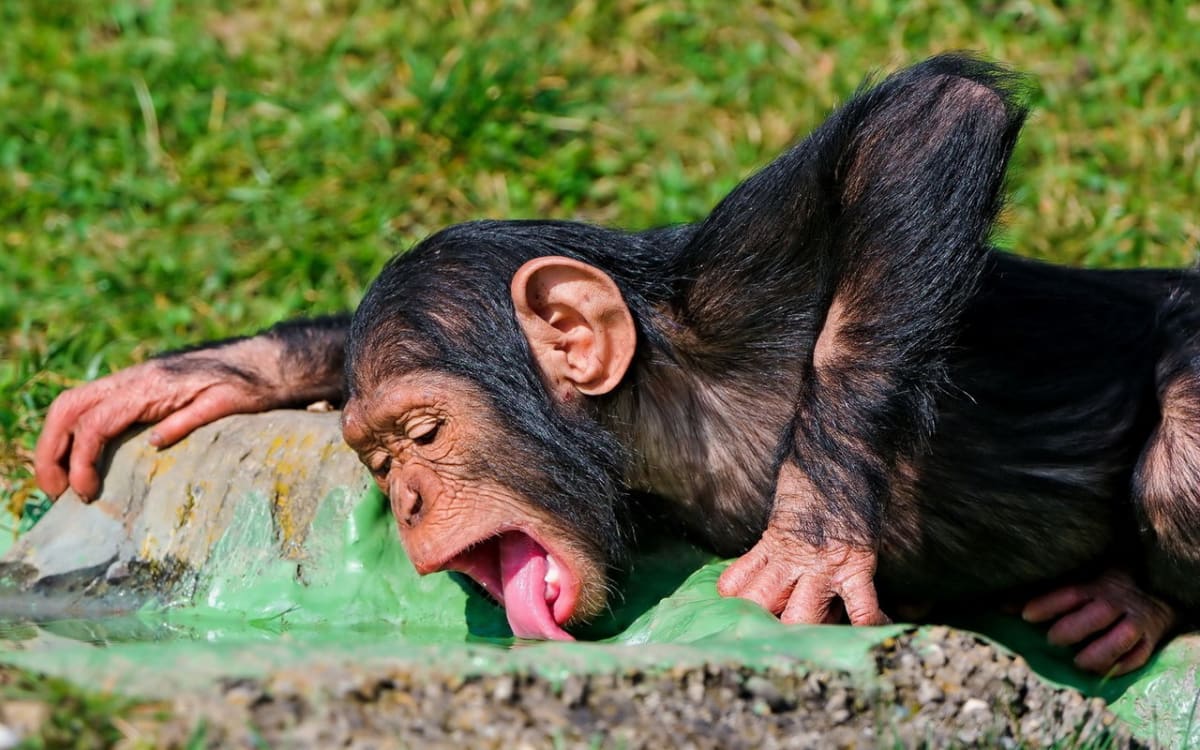 Pijící šimpanz