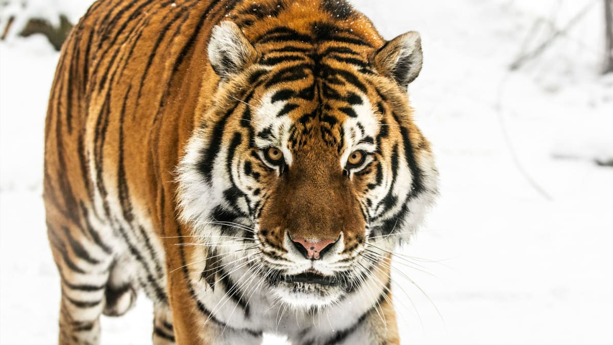 Sibiřské tygry ohrožuje nemoc domácích zvířat