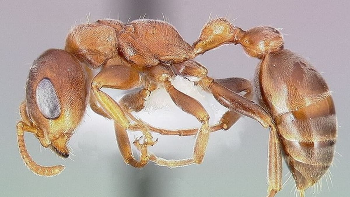 Mravenec příživný Solenopsis fugax