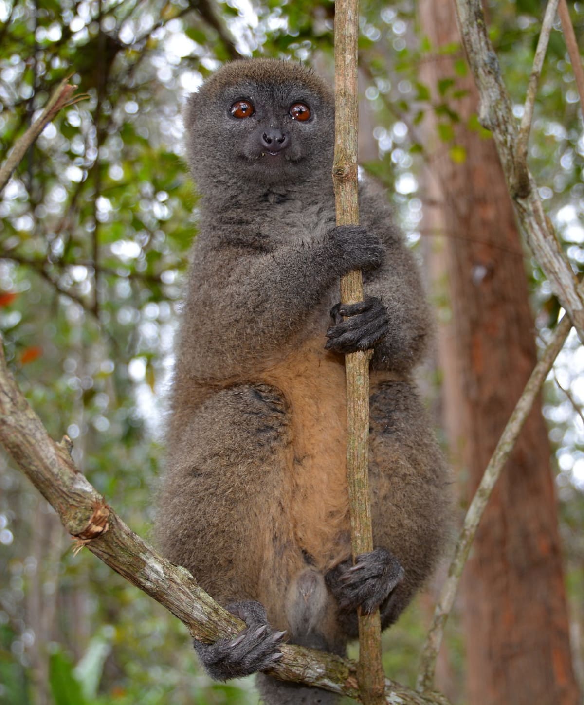 Madagaskarští duchové - lemur šedý