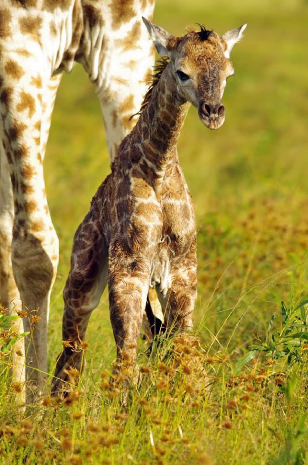 GALERIE: Porod žirafy v přímém přenosu! - Obrázek 16