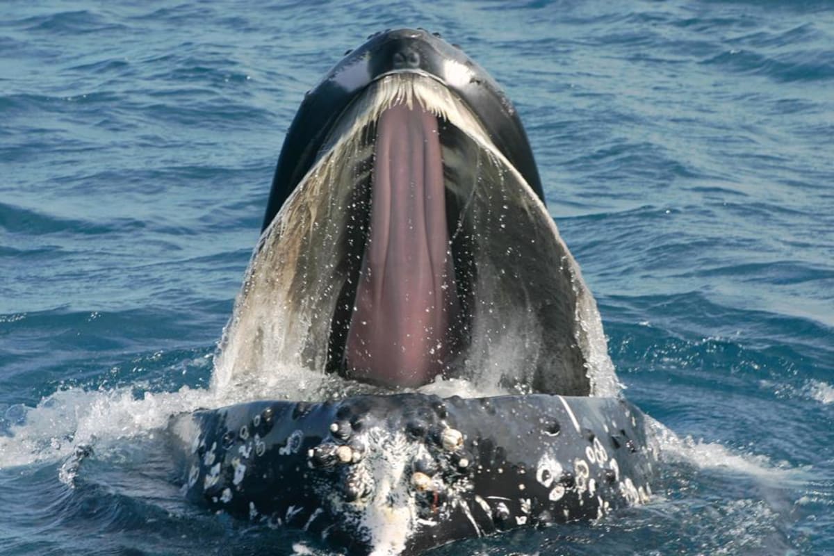 Velryby na lovu