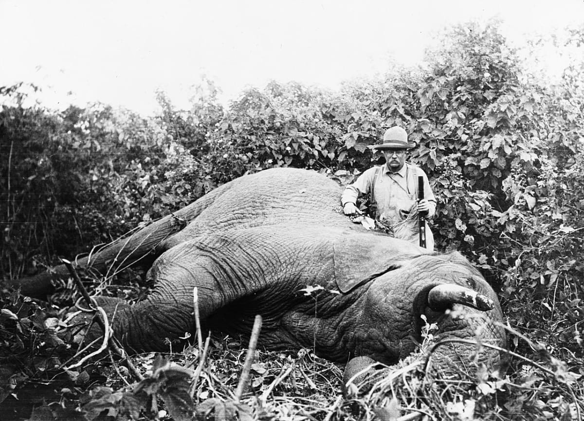 Prezident Roosevelt s uloveným slonem