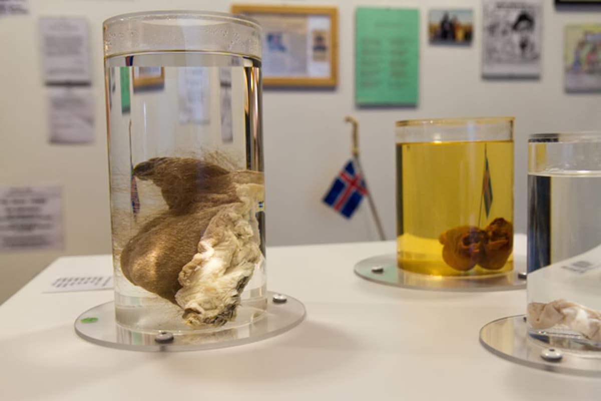 Muzeum penisů na Islandu