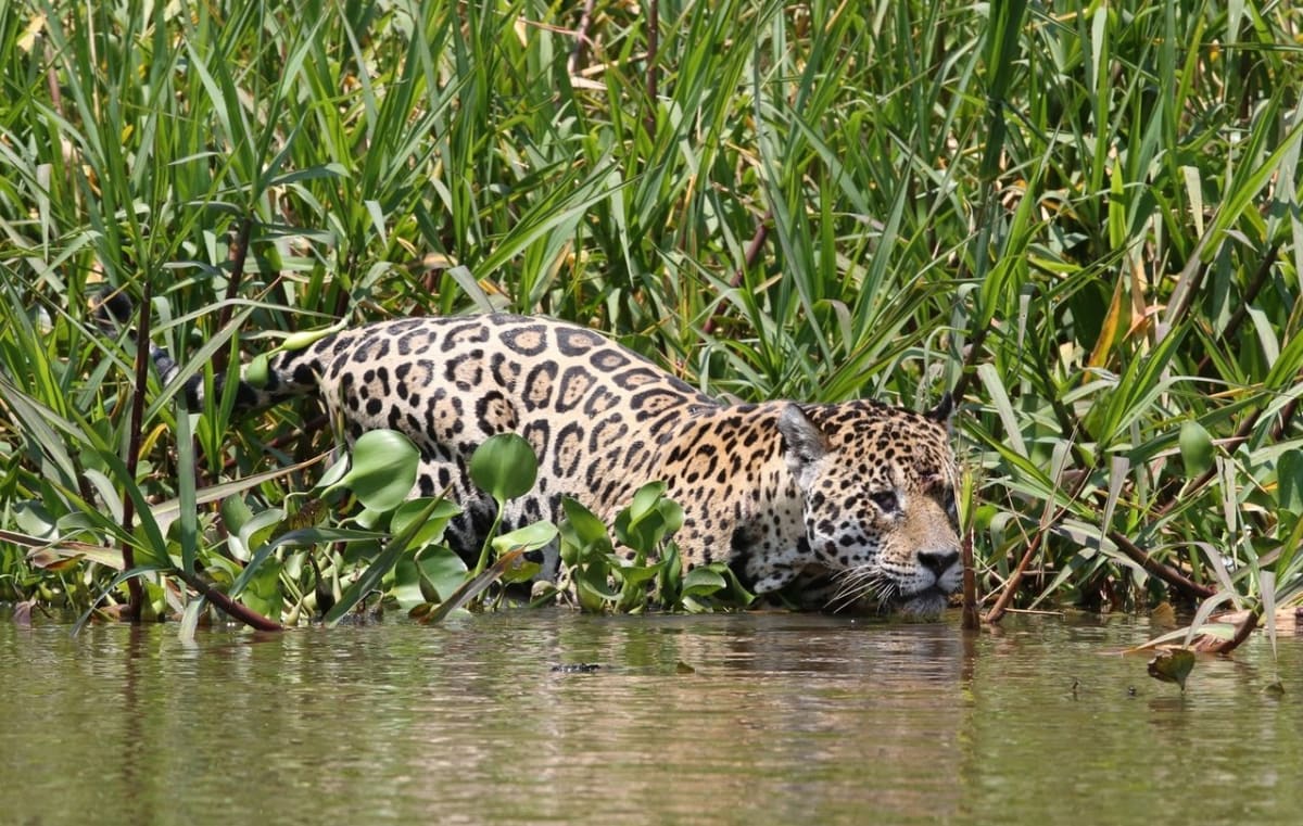 Jednooký jaguár proti mocnému kajmanovi - Obrázek 6
