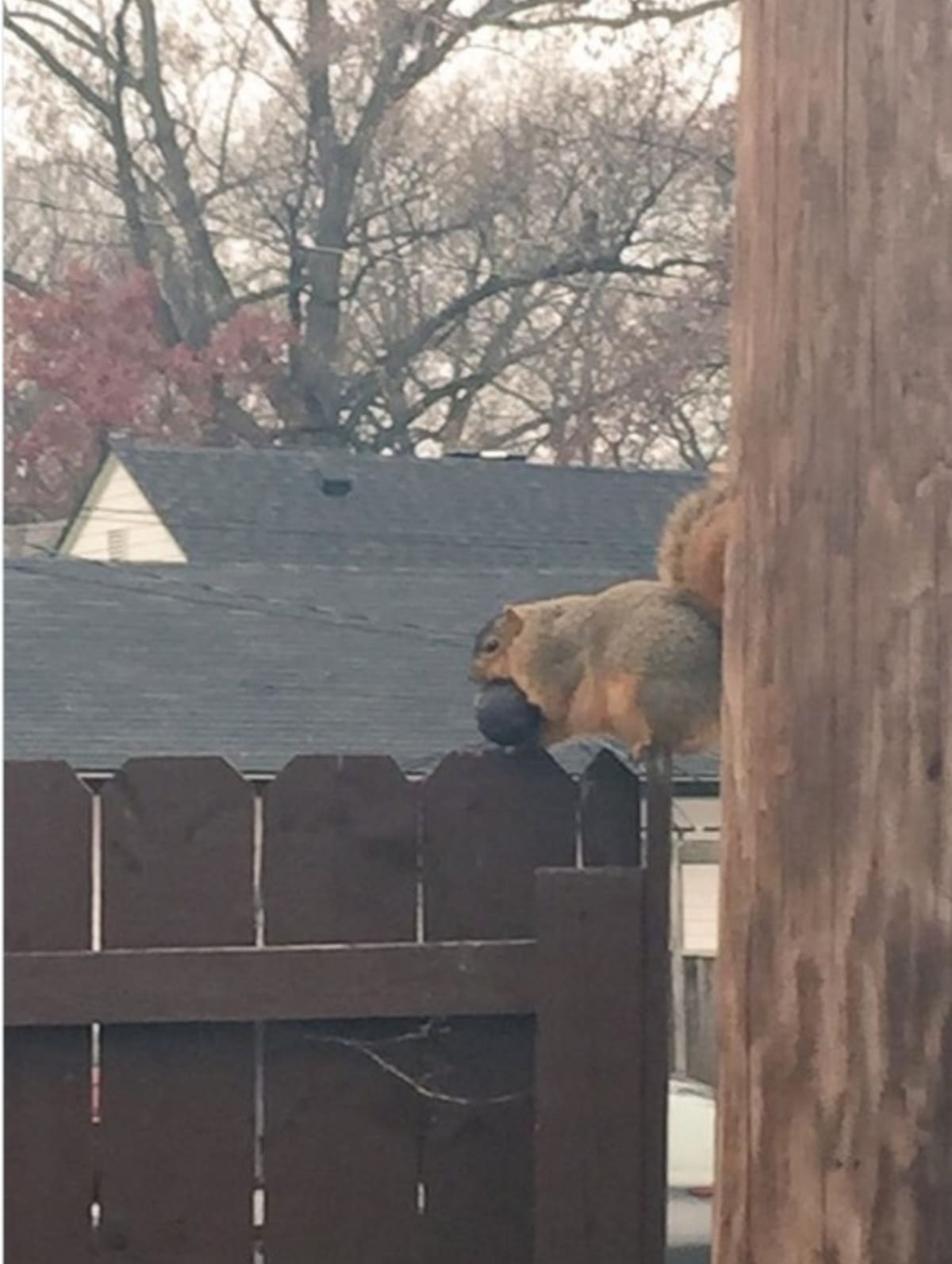 Tlusté veverky jsou připravené na zimu - Obrázek 2