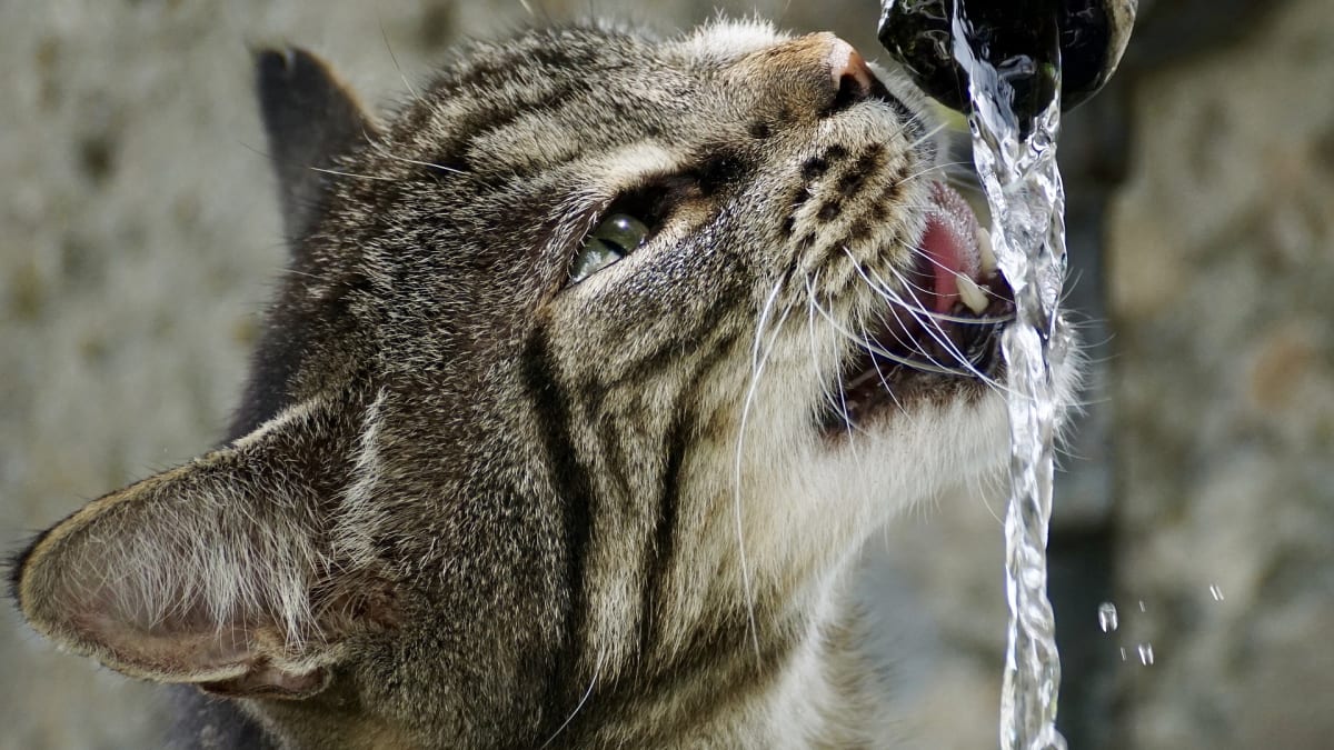 BUdou mít kočky v Kapském městě žízeň