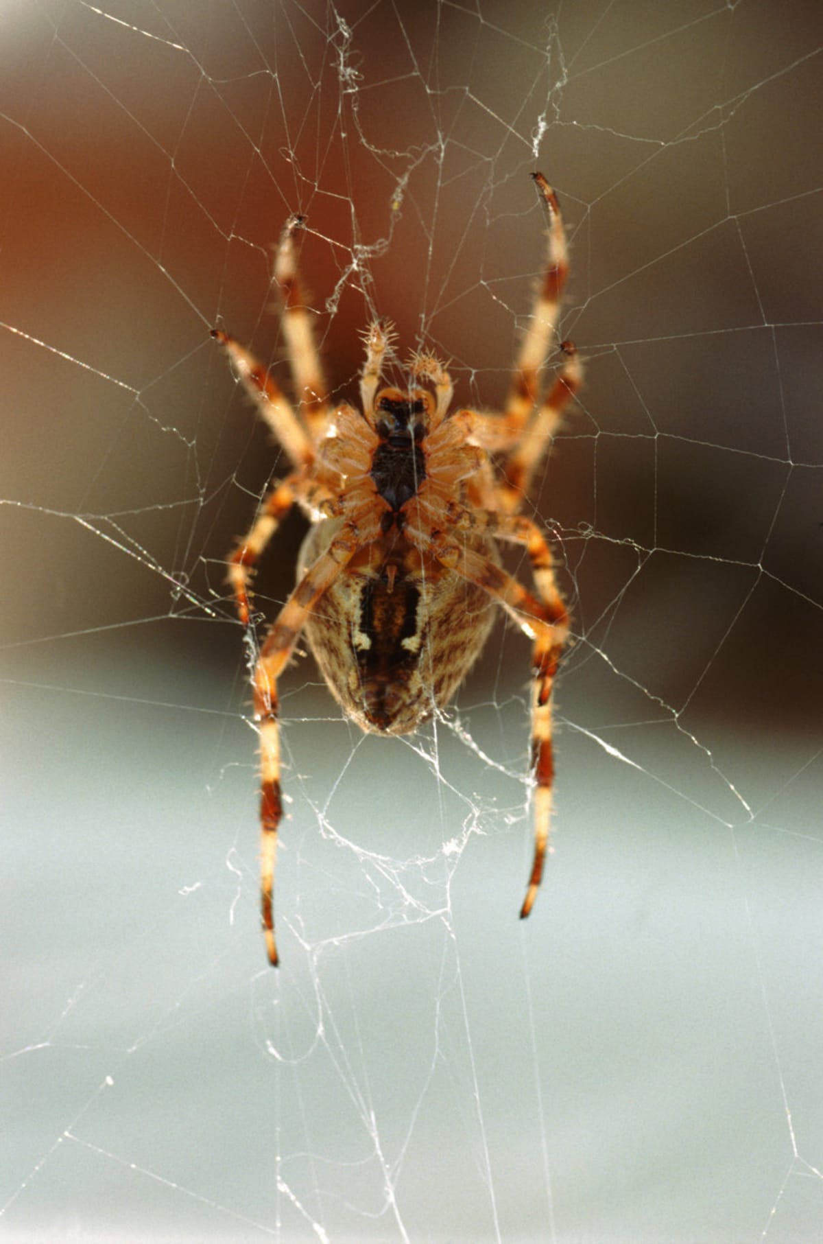 Křehká krása pavučin i jejich obyvatel - Obrázek 4