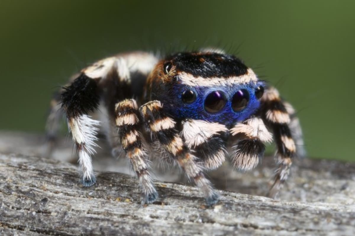 Nově objevený druh pavouka - Obrázek 2