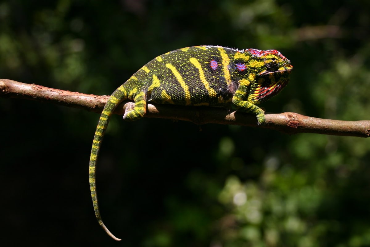 Madagaskar - země chameleonů