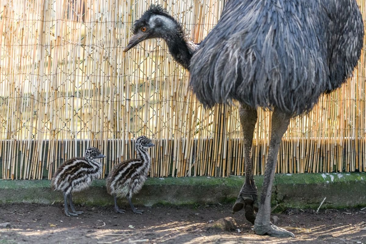 Emu ze Zoo Praha s mámou
