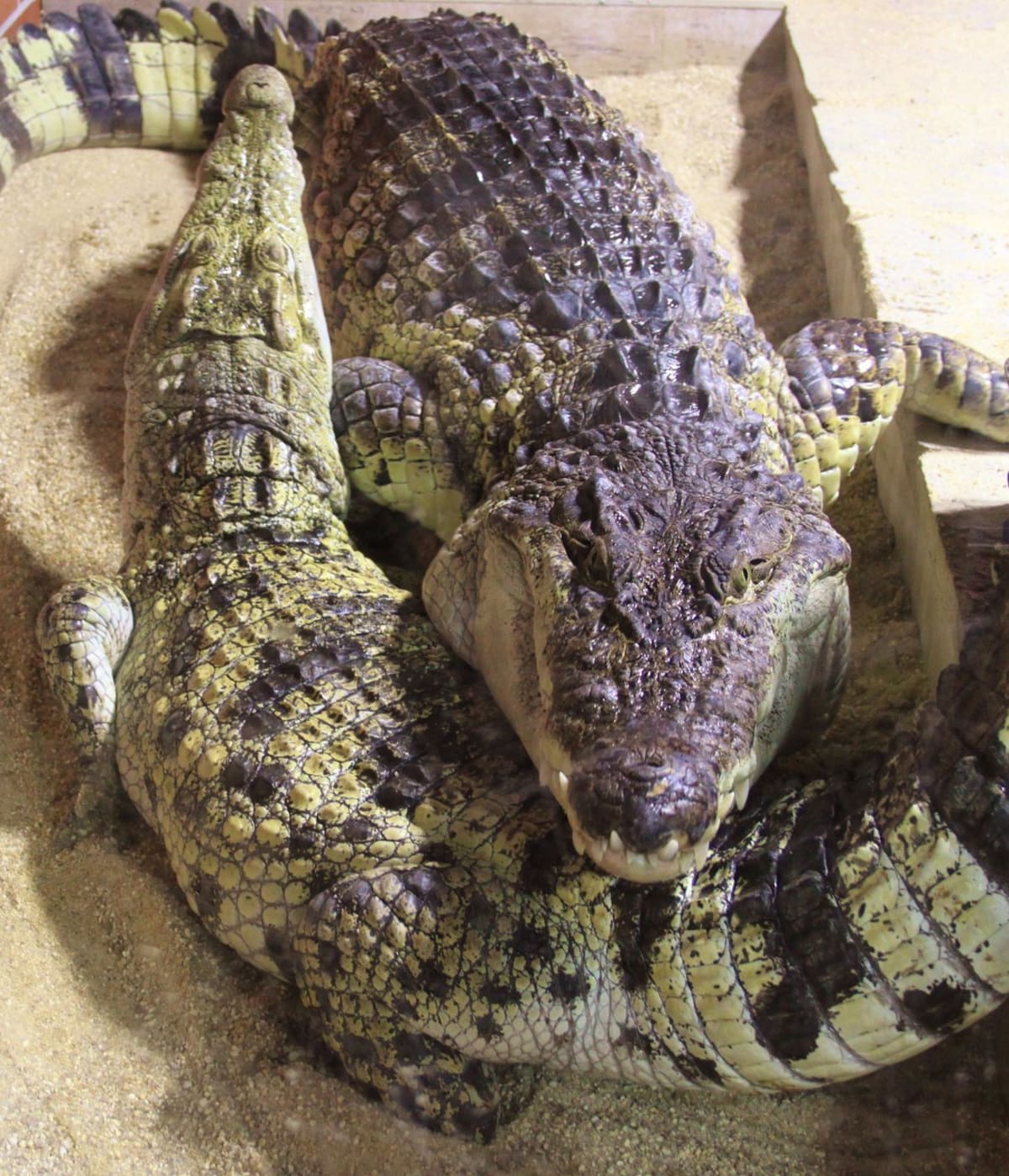 Krokodýli siamský a filipínský - Obrázek 6