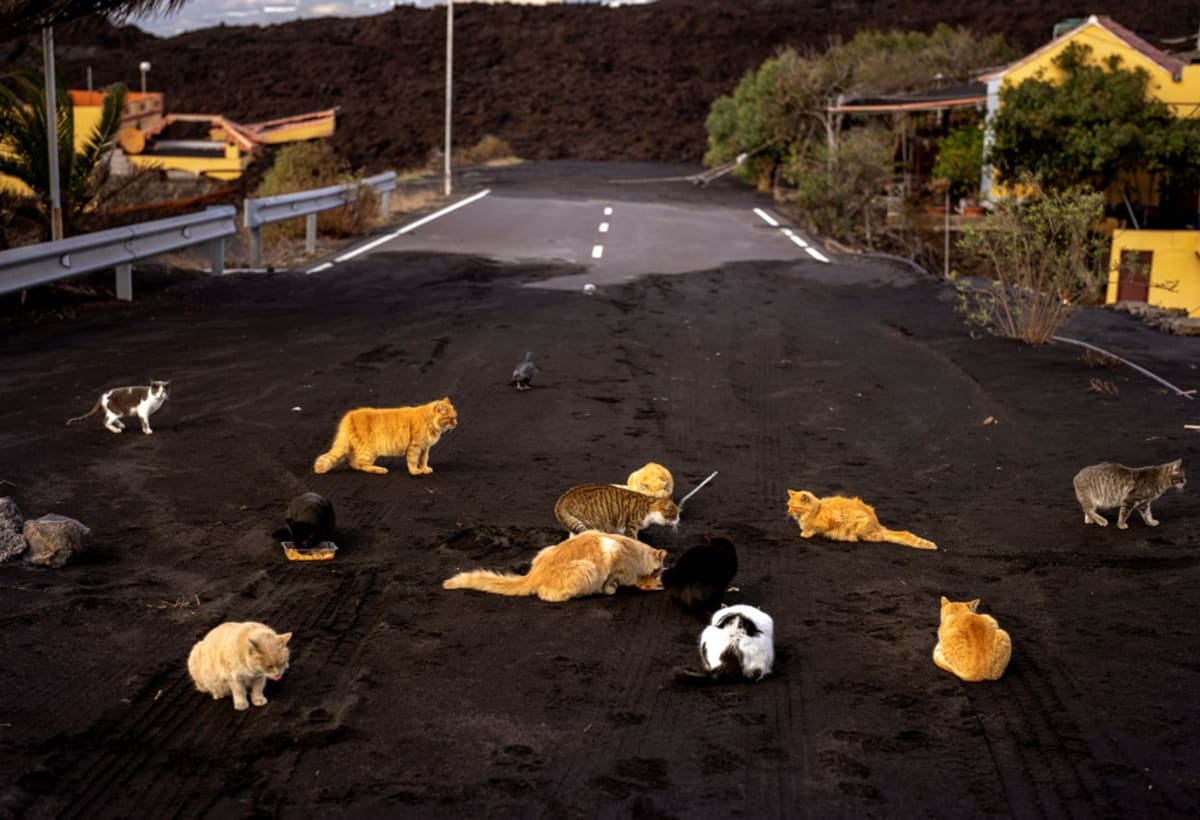 Opuštěné kočky se 3. prosince 2021 při hledání potravy shromáždily na silnici pokryté sopečným popelem ze sopky Cumbre Vieja na kanárském ostrově La Palma