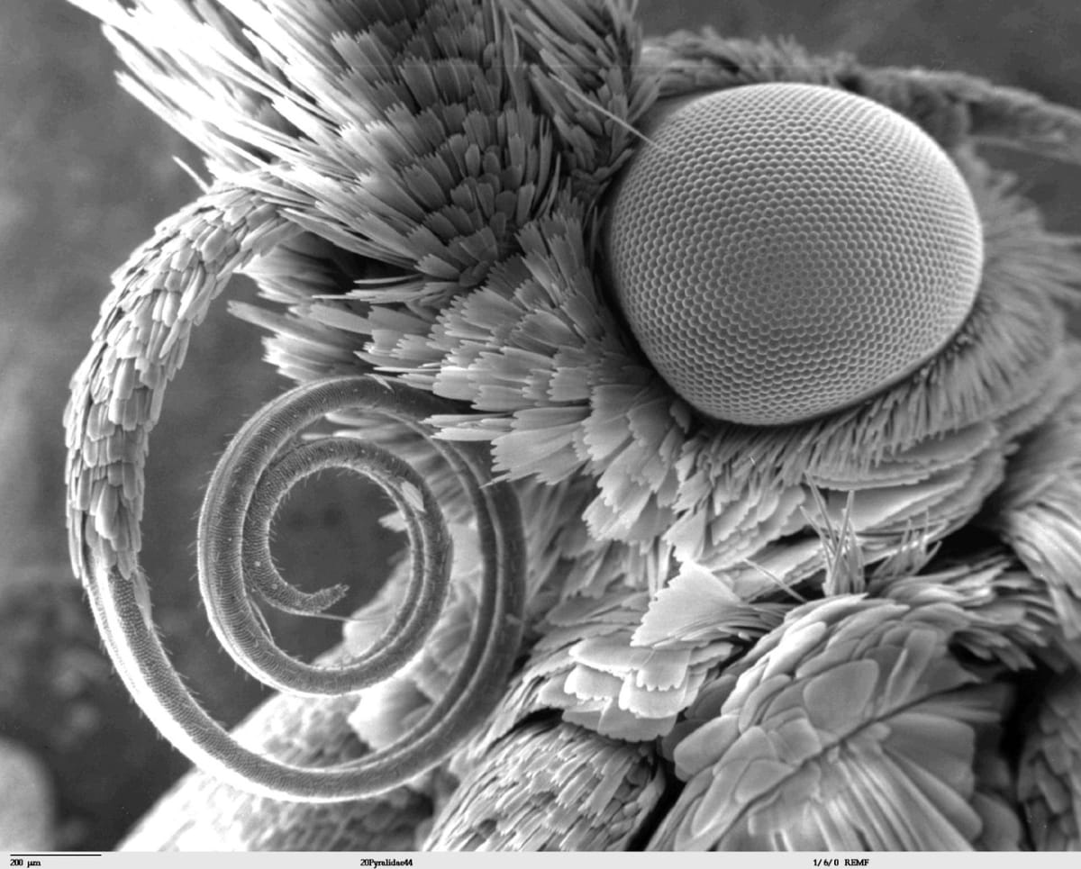 Nejpodivnější hlavy hmyzu zblízka - Obrázek 17