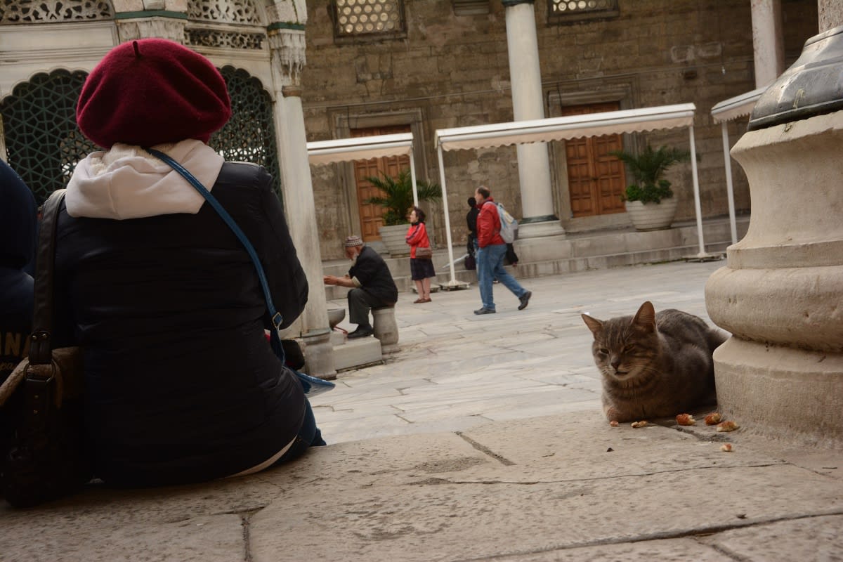 Kočičí uličnice - portréty pouličních koček - Istanbul u Páteční mešity