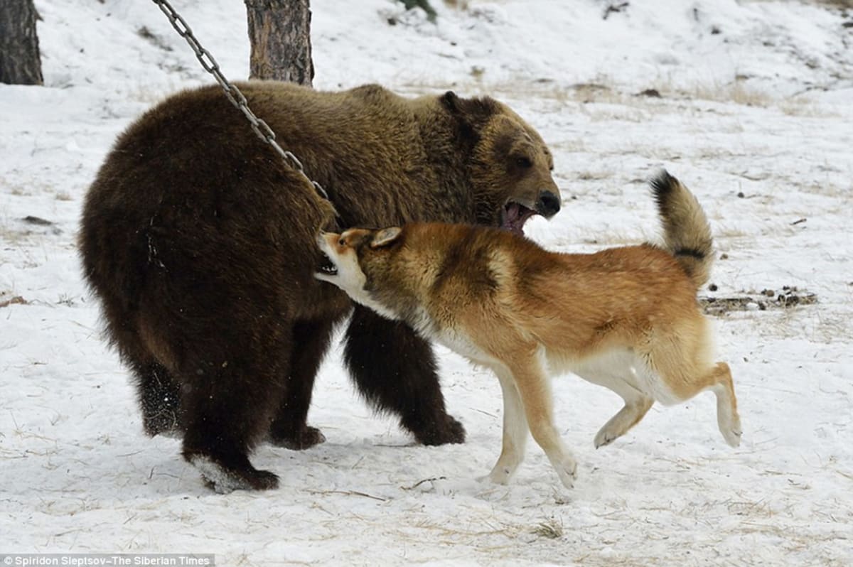 Ilegální trápení medvědů v Rusku - Obrázek 6