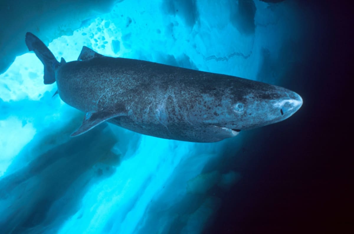 Žralok grónský se objevil v Belize, tisíce kilometrů od své arktické domoviny. 