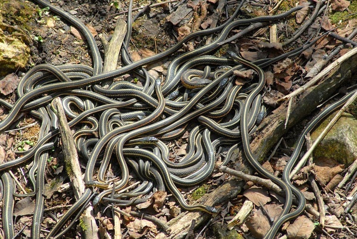35 000 hadů na jedné hromadě - Obrázek 4