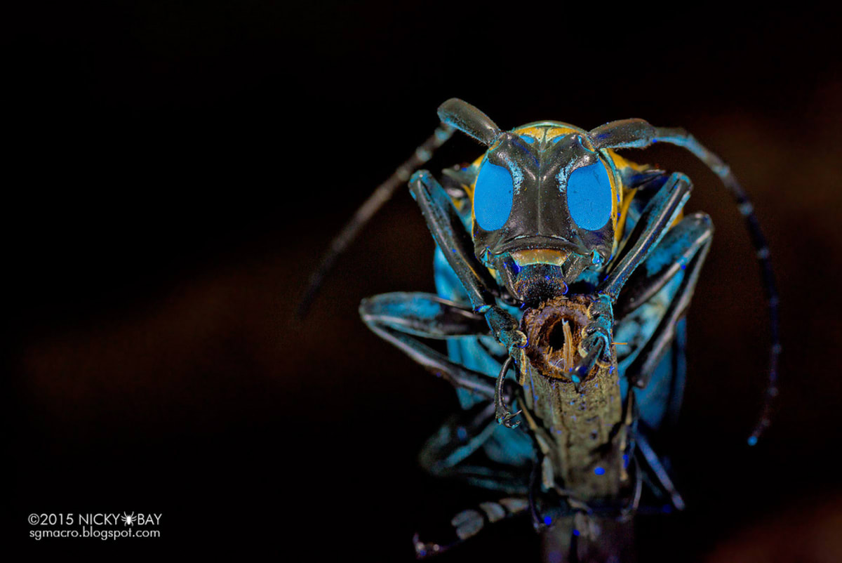 Nejkrásnější hmyz Singapuru - Obrázek 8