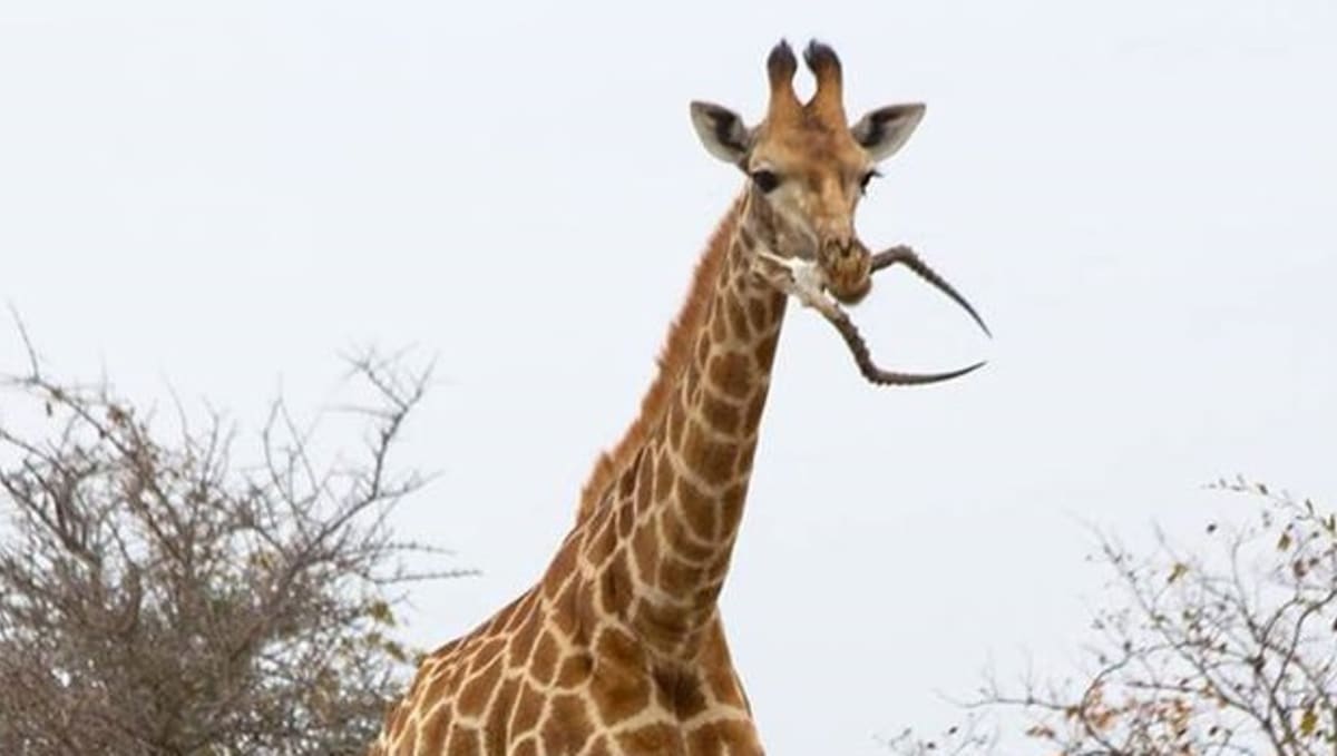 Žirafa žere antilopu