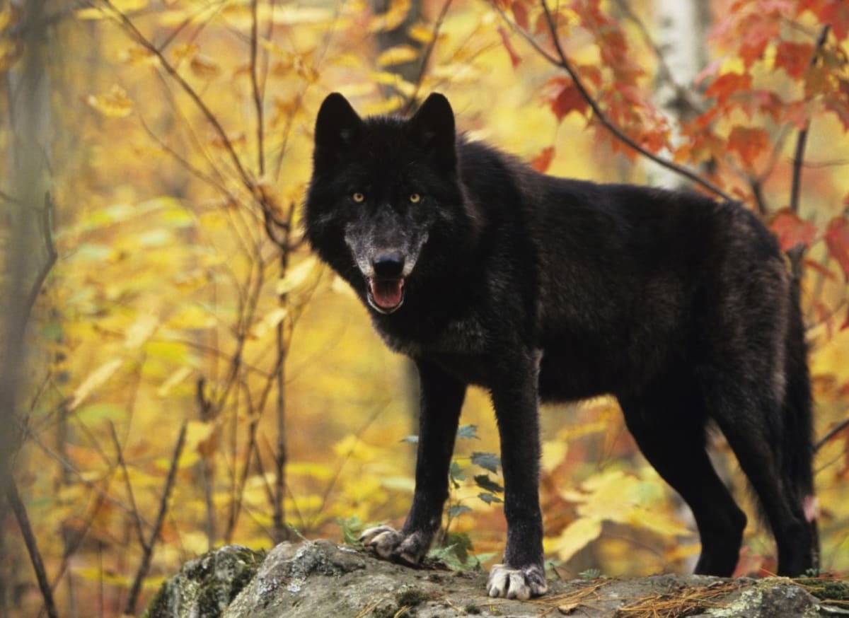 Divoký černý vlk