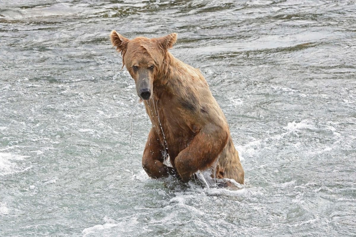 Když se medvědům nedaří rybolov - Obrázek 4