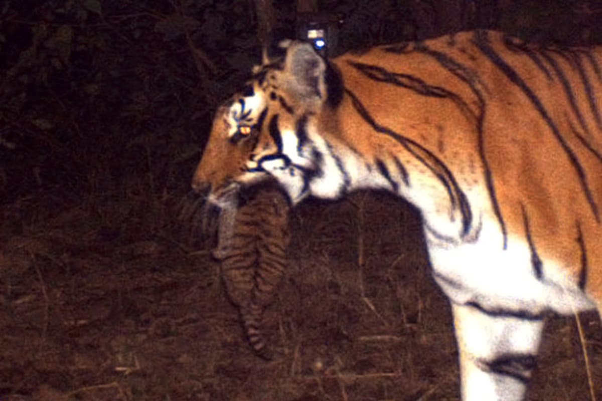 Samice tygra bengálského nese v tlamě své mládě; řeka Kosi - Indie