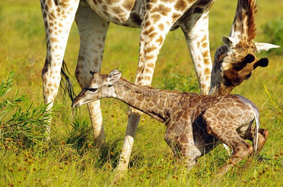 GALERIE: Porod žirafy v přímém přenosu! - Obrázek 10