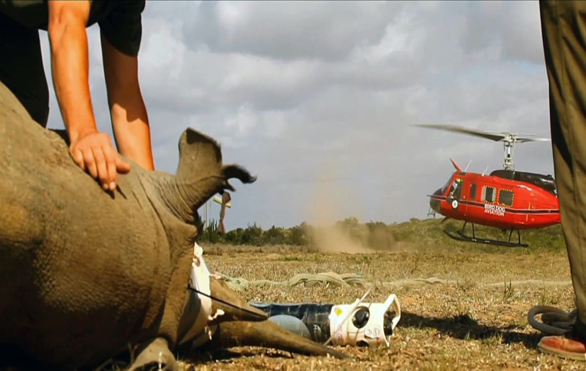 Záchrana nosorožců - Obrázek 2