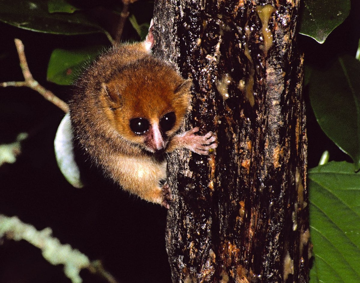 Madagaskarští duchové - lemur červený