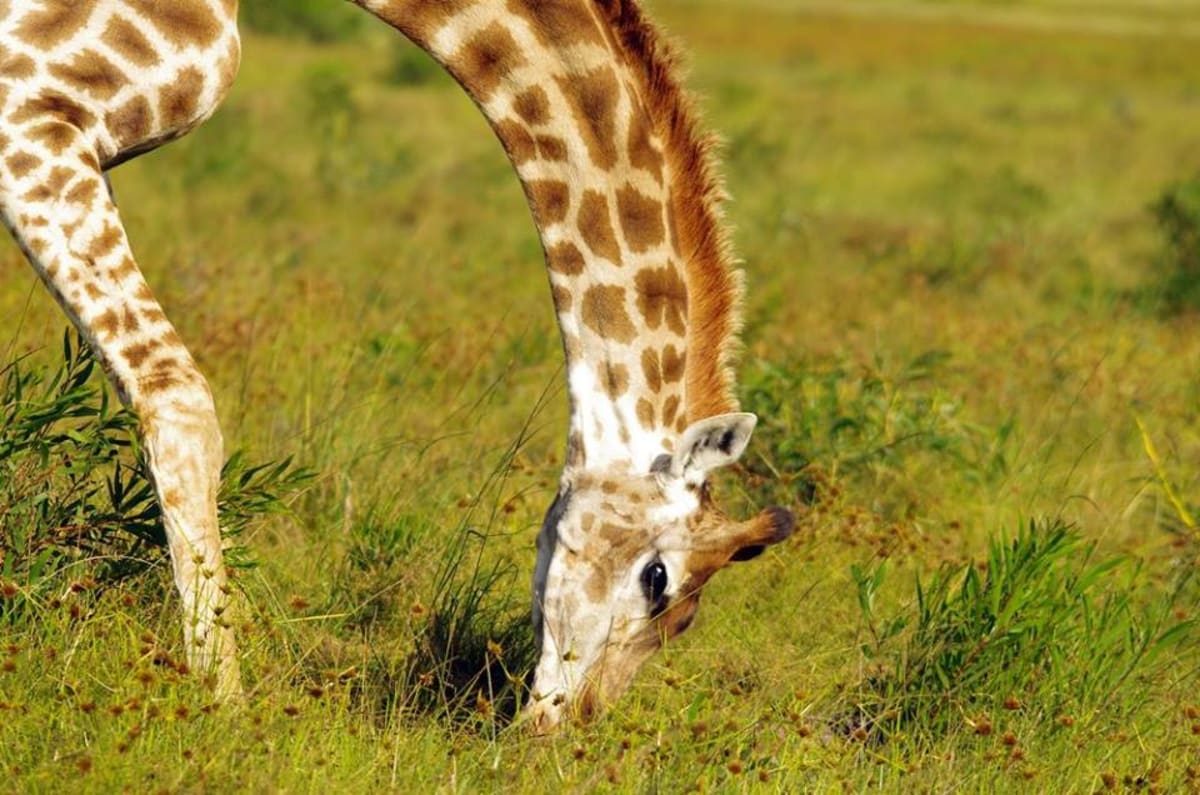 GALERIE: Porod žirafy v přímém přenosu! - Obrázek 4
