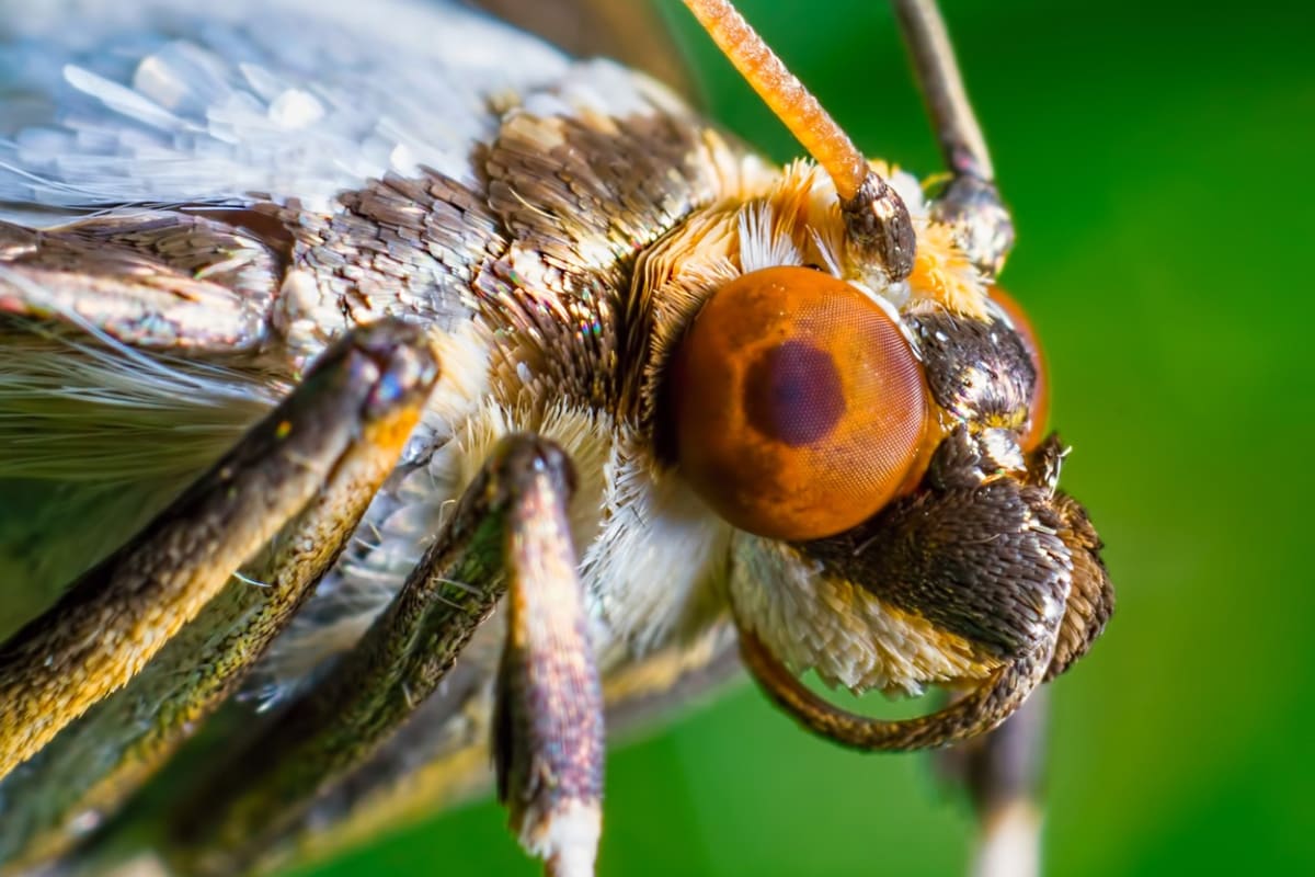 Nejúžasnější fotky hmyzích hlav - Obrázek 3
