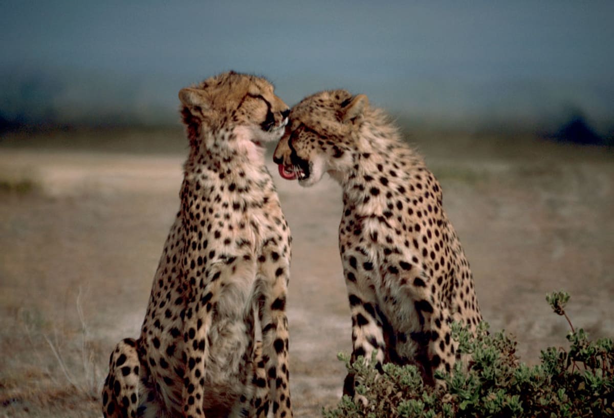Zvířecí rekordy - nejrychlejší i nejvytrvalejší savci - gepardi6