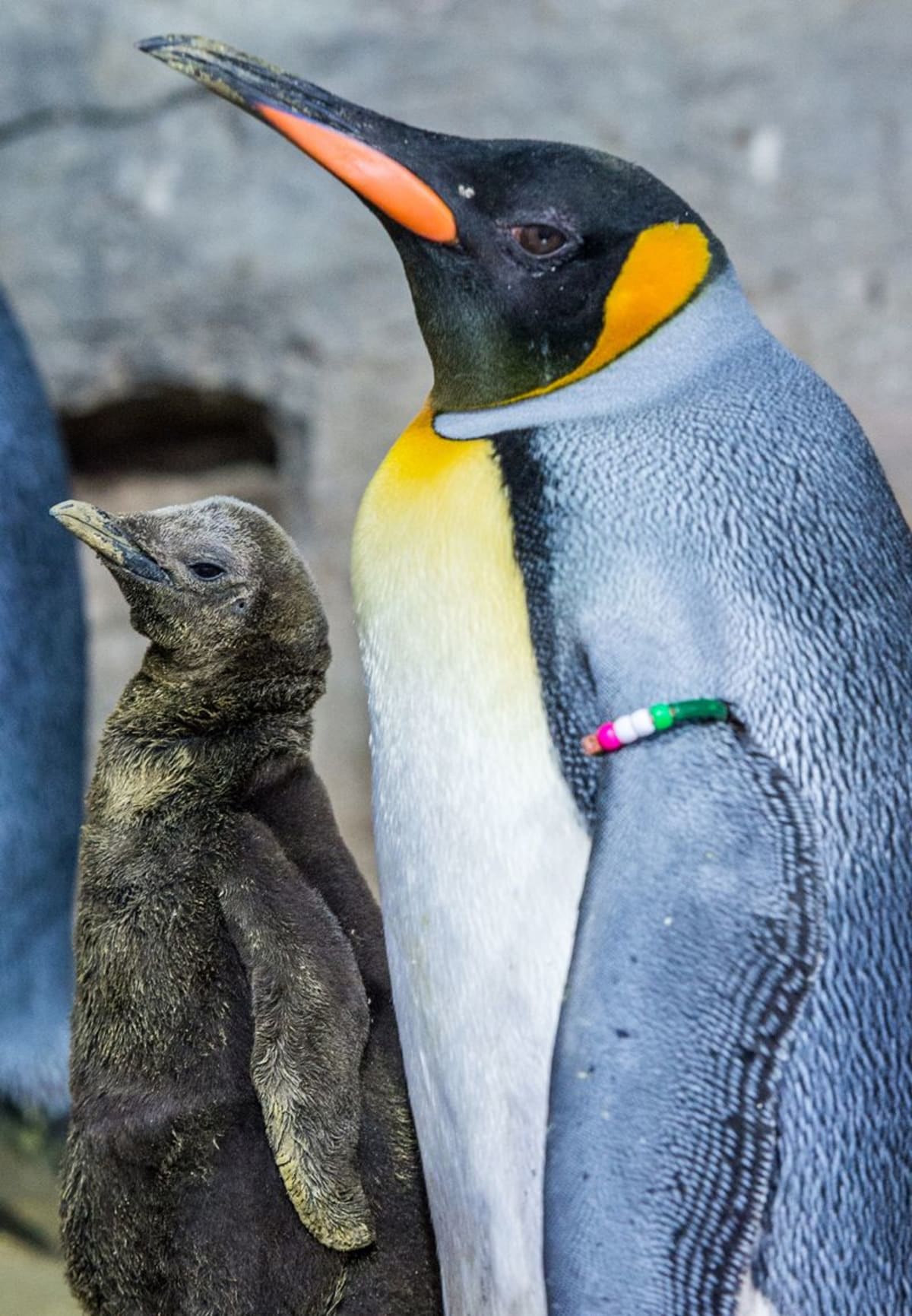 Mládě tučňáka - Obrázek 2