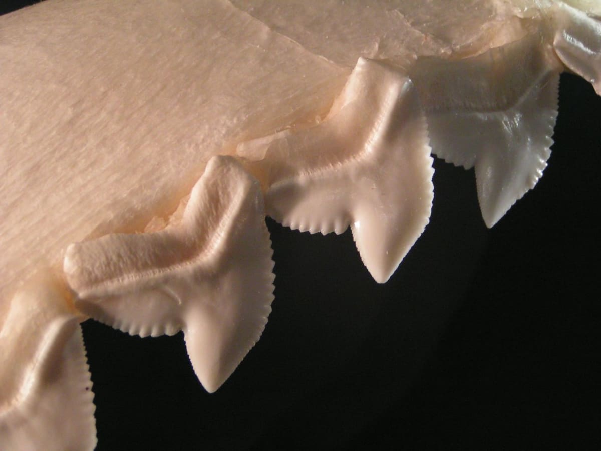 zuby žraloka tygřího