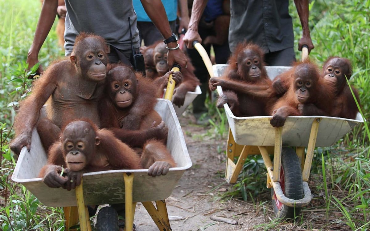 Záchrana orangutaních mláďat  - Obrázek 3