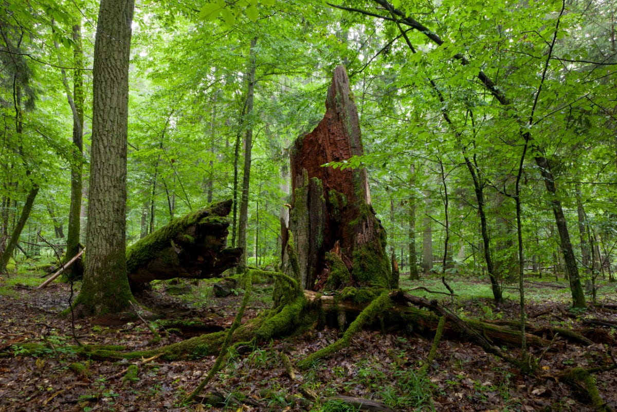 Magický Bělověžský prales - Obrázek 3