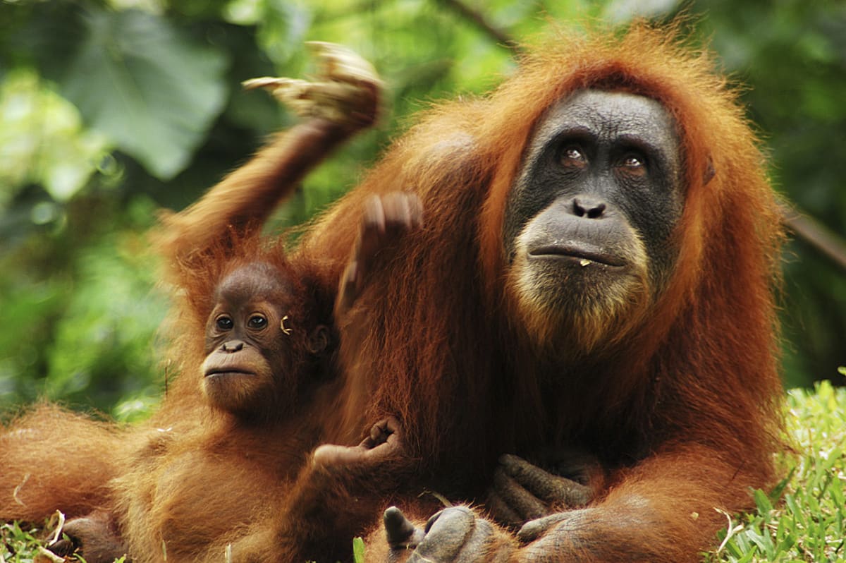 Orangutani: zrzaví pralesní muži, kterým hrozí vyhynutí - Obrázek 2