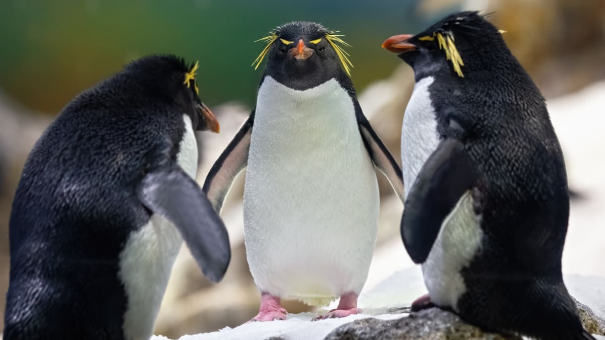 Pro tučňáky skalní je skupinová komunikace očividně stěžejní...