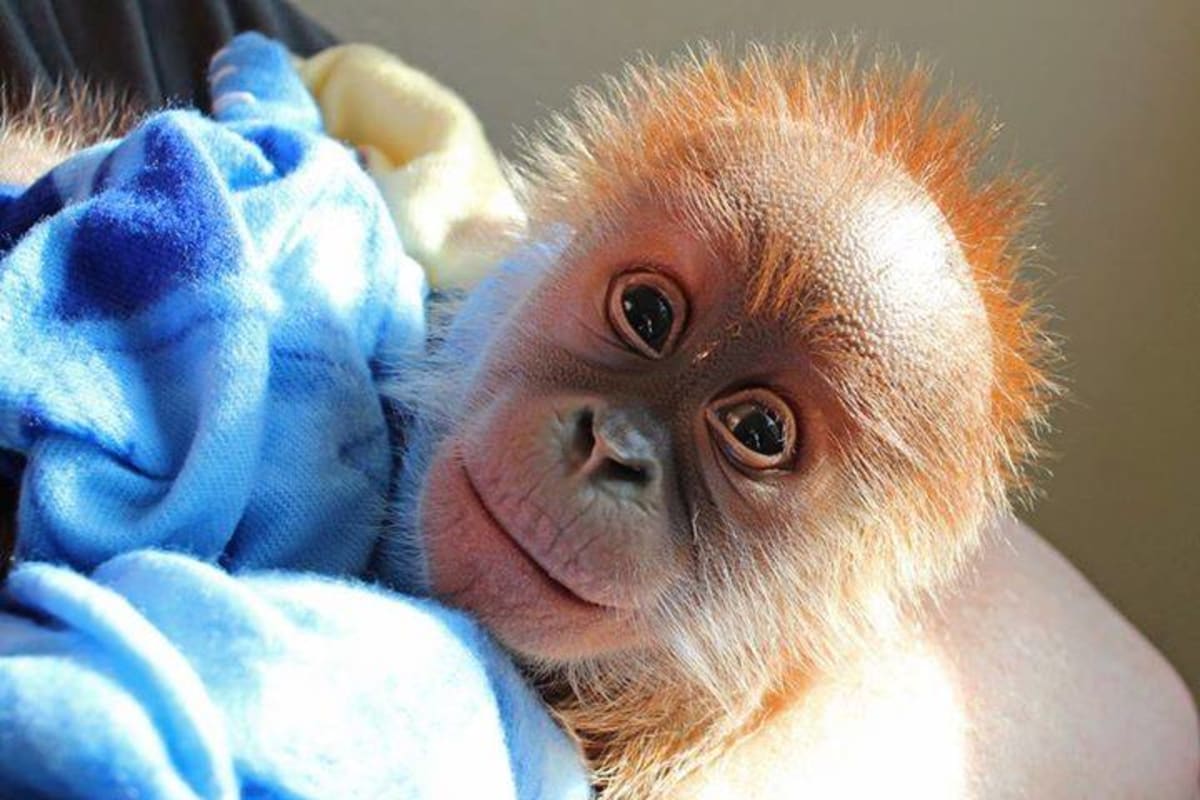 Novorozený orangutan z Berlína - Obrázek 1