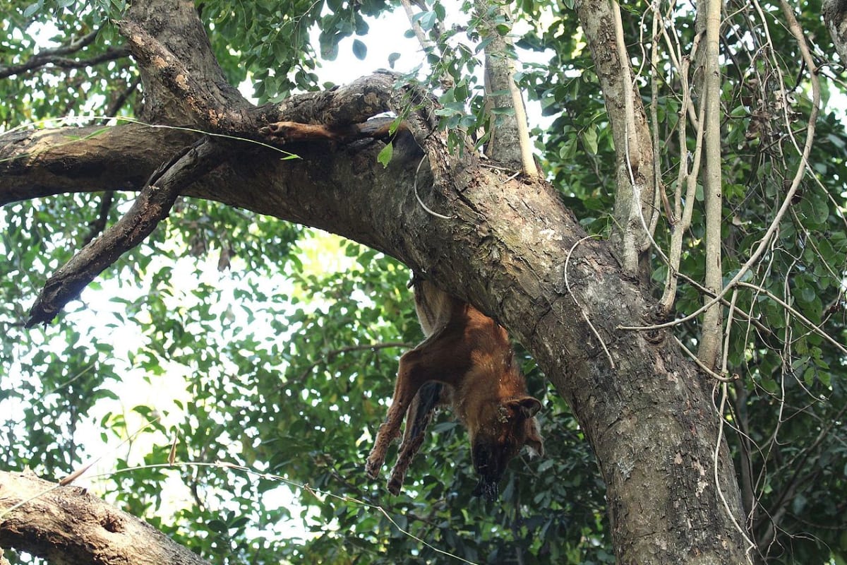 Levhartem zabitý dhoul zachycený ve větvích stromu