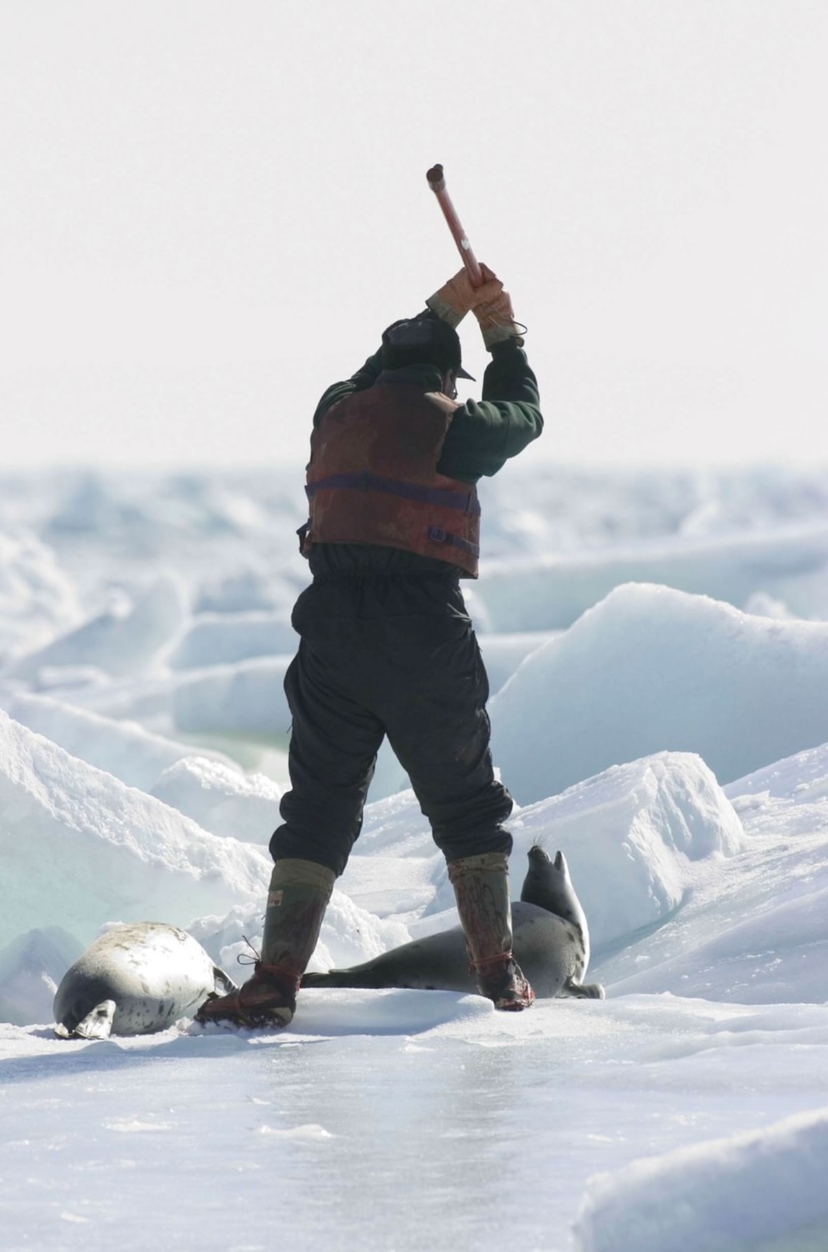 Vybíjení tuleňů v Kanadě - Obrázek 8