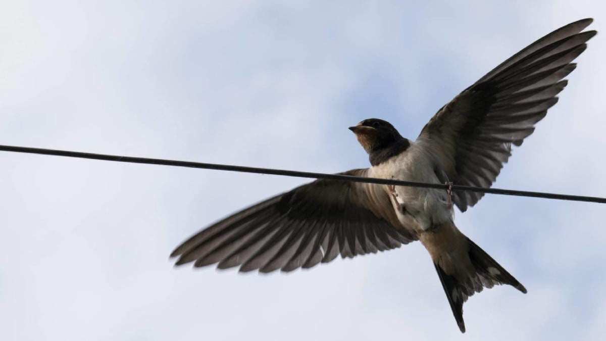 Díky kroužkování ornitologové vědí, že se jiřičky věrně vracejí tam, kde hnízdí
