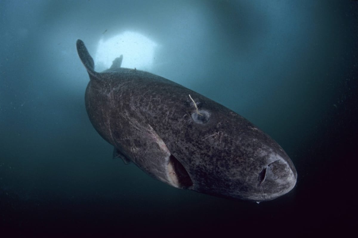 žralok malohlavý - nejdéle žijící tvor na naší planetě