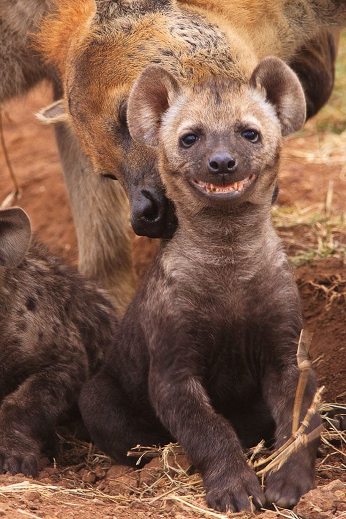 Nevěříte, že hyeny jsou roztomilé? - Obrázek 11